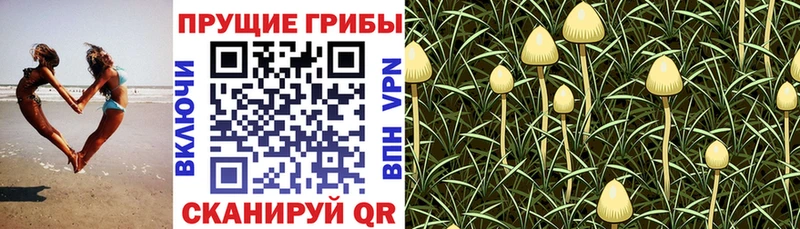Псилоцибиновые грибы ЛСД  Шебекино 